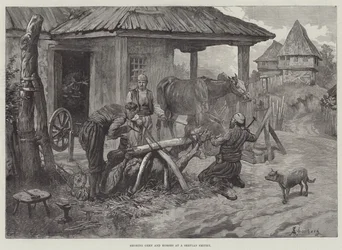 Beschlagen von Ochsen und Pferden in einer serbischen Schmiede
