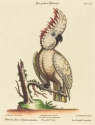 Psittacus albus cristatus maximus