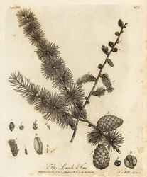 Europäische Lärche, Larix decidua