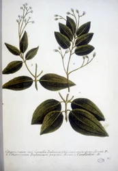 Cinnamomum Zeylanicum (Ceylon-Zimt) - Gravur aus dem Herbarium von J.W. Weinmann, 1737.