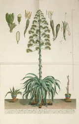 Gravierte und Mezzotint-Platte von Aloe Americana folio Mucronato