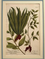 Großer Galgant (Alpinia galanga), Galanga Indica major und Galanga major, kolorierte Gravur