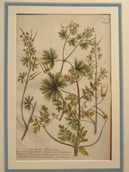 Storchschnabel, kolorierte Gravur