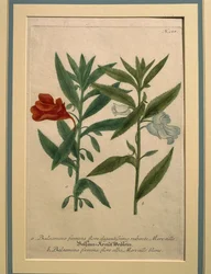 Springkraut, kolorierte Gravur