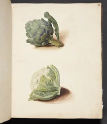 Studie einer Artischocke und eines Blumenkohlkopfes