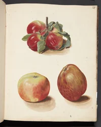 Studie von Äpfeln