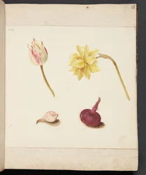Studie von Blumen und Zwiebeln