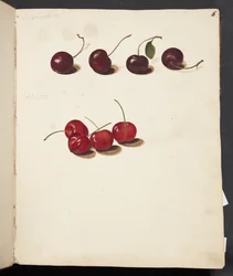 Studie von Kirschen