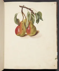 Studie von Birnen