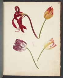 Studie von Tulpen