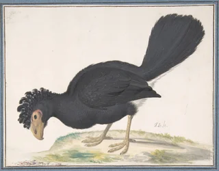 Ein Schwarzer Hokkohahn, n.d.
