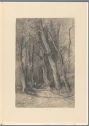 Waldlandschaft bei Delden