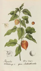 Sammlung von Schweizer Pflanzen, 1825-1846