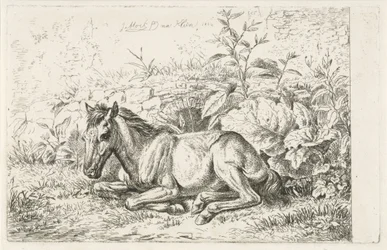 Liegendes Pferd vor einigen Pflanzen