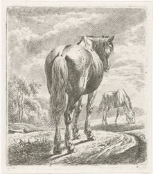 Pferd von hinten gesehen