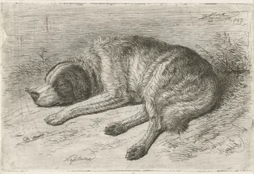 Schlafender Hund nach links