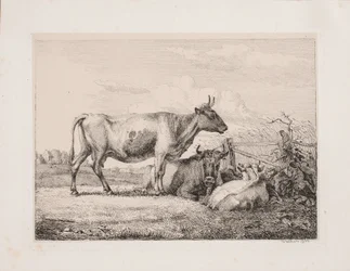 Kühe auf der Weide