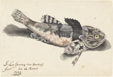 Seeskorpion