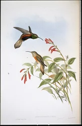 Adelas Bergstern (Oreotrochilus Adela)