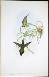 Verwandter Hermelin