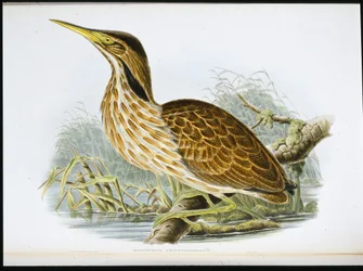 Amerikanischer Rohrdommel (Botaurus Lentiginosus)