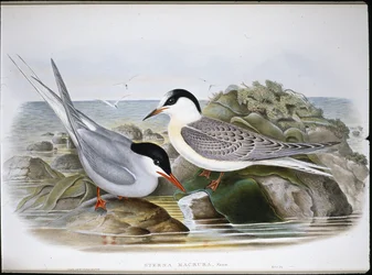 Küstenseeschwalbe (Sterna Macrura)