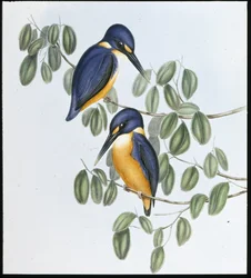 Azurblauer Eisvogel (Alcyone Azurea)