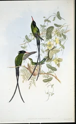 Schwarzkappen-Kolibri (Trochilus polytmus)