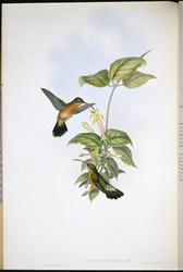Schwarzschwanz-Schattenkolibri (Glaucis melanura)