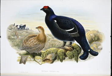 Birkhuhn