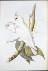 Blutschnabelkakadu (Cacatua sanguinea)