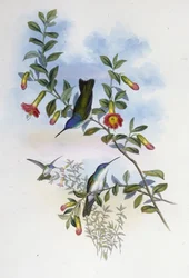 Blaukehliger Azurkrone (Cyanomyia Cyanocollis)