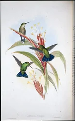 Blauschwanz-Mango (Lampornis viridis)