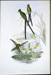 Blauschwanz-Sylphe (Cynanthus cyanurus)