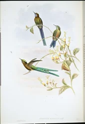 Bolivianischer Sylphe
