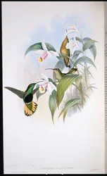 Gelbschwanz-Samtbrustkolibri (Lafresnaya flavicaudata)