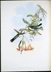 Cayenne Fee (Heliothryx Auritus)