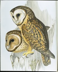 Kastaniengesicht-Eule (Strix Castanops)