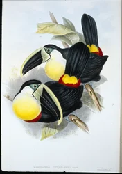 Zitronenbrust-Tukan (Ramphastos Citreolaemus)