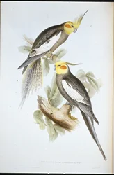 Kakadu-Sittich (Nymphicus Novae-Hollandiae)