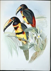 Halsband-Aracari (Pteroglossus Torquatus)
