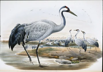Kranich (Grus Cinerea)