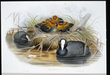 Blässhuhn (Fulica Atra)