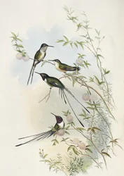 Coras Scherenschwanzkolibri