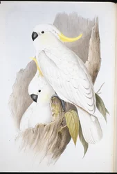Gelbhaubenkakadu (Cacatua galerita)