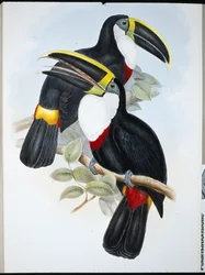 Kulminierter Tukan (Ramphastos Culminatus)