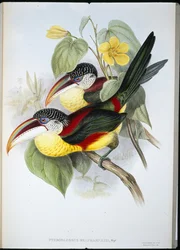 Lockenkamm-Aracari (Pteroglossus Beauharnaisi)