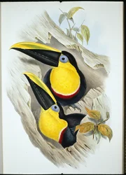 Zweifelhafter Tukan (Ramphastos Ambiguus)