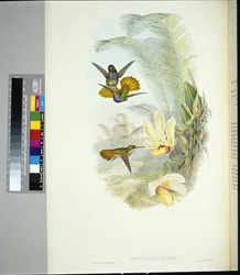 Elicias Goldschwanz (Chrysuronia eliciae)