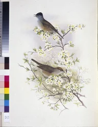 Mönchsgrasmücke (Sylvia atricapilla)